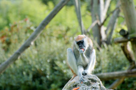 Monkey eating siting on a stone