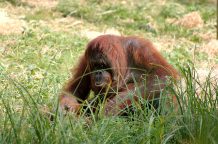 Orangutan sitting on the green grassの写真素材