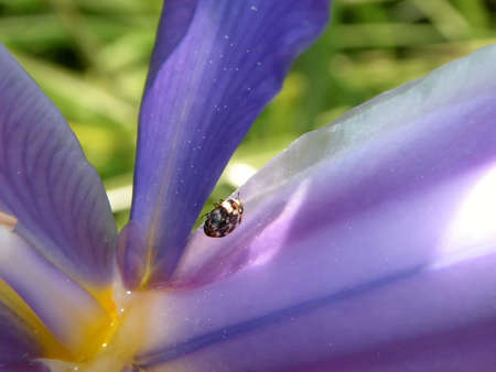 Bug on a blue and yellow flowerの写真素材
