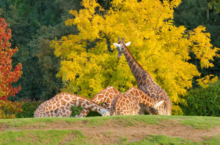 Four giraffes eating the yellow leaves of a treeの写真素材