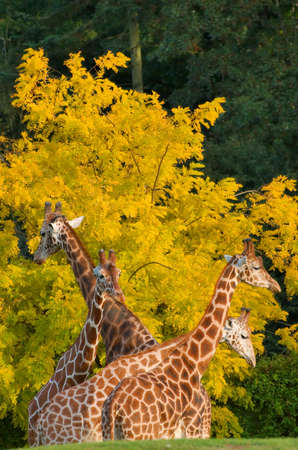 Four giraffes eating the yellow leaves of a treeの写真素材