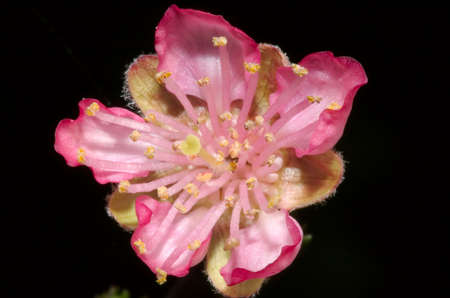 Close up of a red peach flowerの写真素材