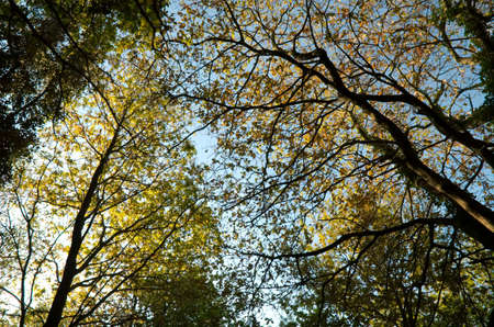 Trees in sping in Vigo, Galicia, Spainの写真素材