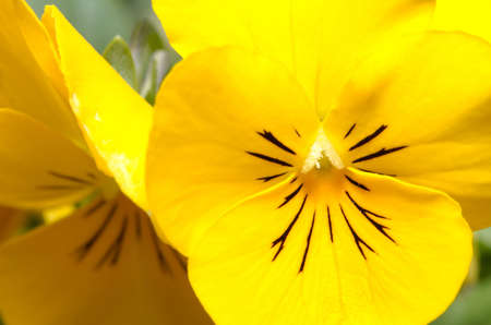 White pansy in my garden in spring                             の写真素材