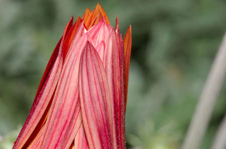 Close up of a red daisy in my gardenの写真素材