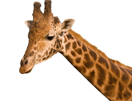 Isolated giraffeの写真素材