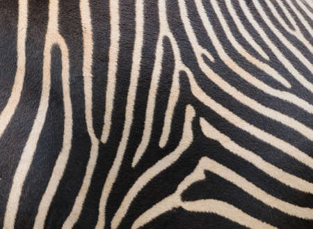Zebra skinの写真素材