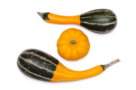 Small pumpkinsの写真素材