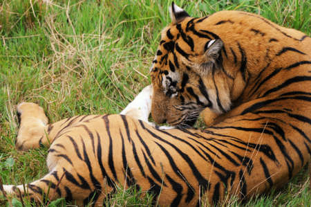 Tigerの写真素材
