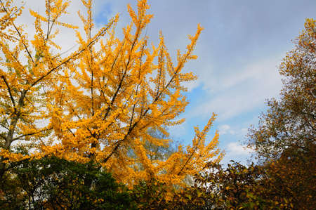 Colors of autumnの写真素材