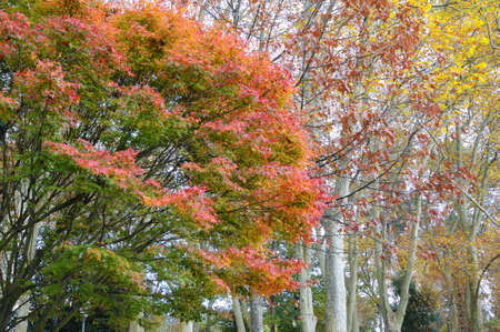 Colors of autumnの写真素材