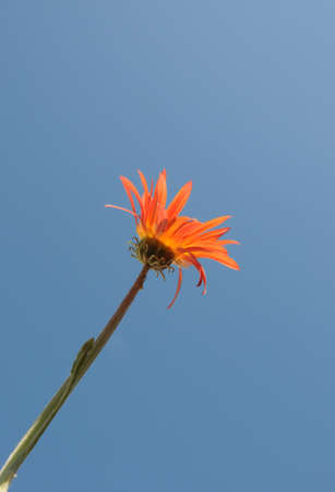 Orange daisyの写真素材