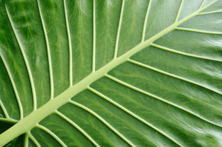 Nerved leaf