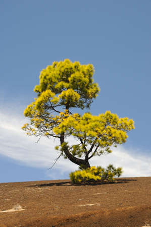 Green pine tree on a dark volcanic groundの写真素材
