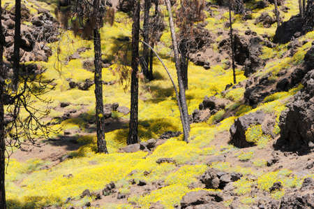 yellow flowers between trees in a volcanic groundの写真素材