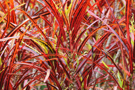 Colorful plantsの写真素材