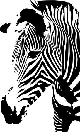 Zebraのイラスト素材