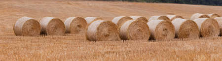bales of straw after harvestの写真素材