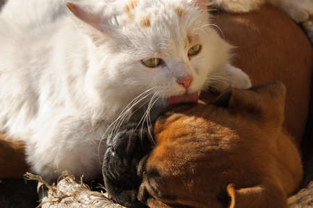 A small cat and a small dog playing together as good friendsの写真素材