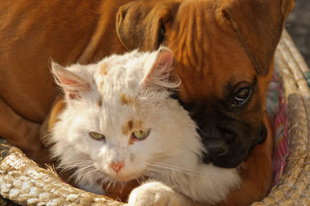 A small cat and a small dog playing together as good friendsの写真素材