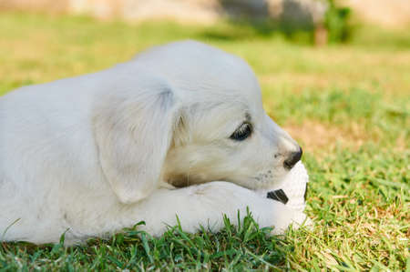 Small golden retriever playing with a ballの写真素材