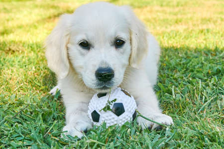 Small golden retriever playing with a ballの写真素材
