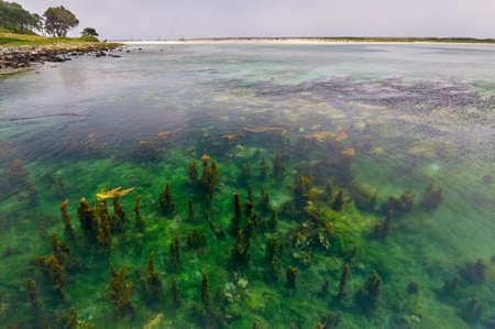 Seaweed in Cies Islands Vigoの写真素材