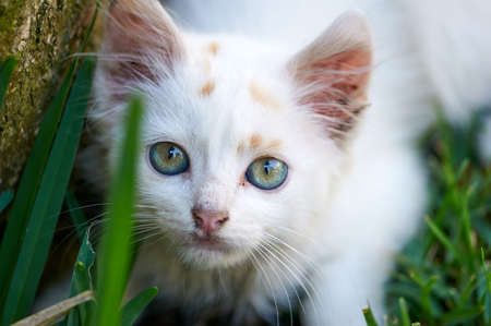 A smell cat playing on he grass