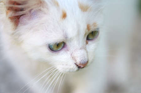 A smell cat playing on he grassの写真素材