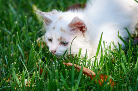 A smell cat playing on he grassの写真素材