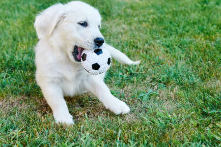 A small dog playing with a ball on the grassの写真素材
