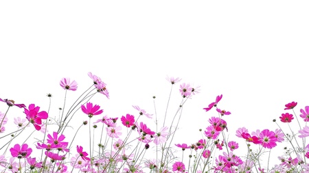 Pink Cosmos flowers.の写真素材