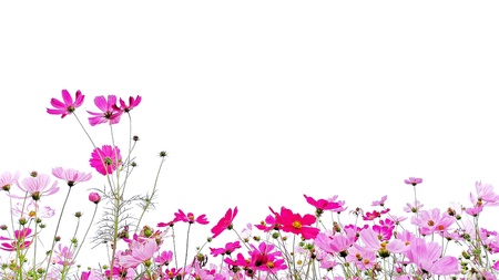 Pink and Red garden cosmos flowers or Mexican aster with green stem isolated on white background.の写真素材