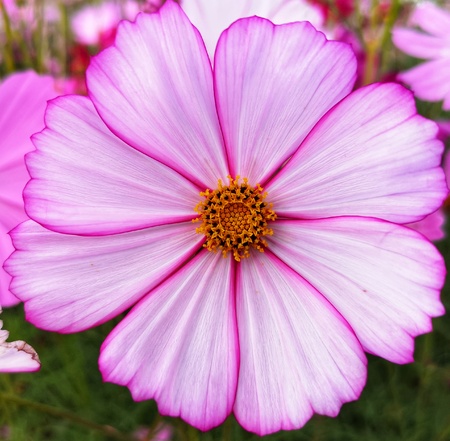 Purple mix white cosmos flower crop planting planting at the garden.