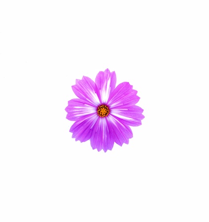 Purple mix white cosmos flower isolated on white background.の写真素材