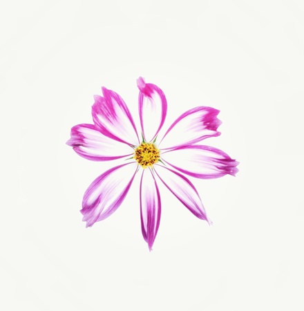 Purple mix white cosmos flower isolated on white background.