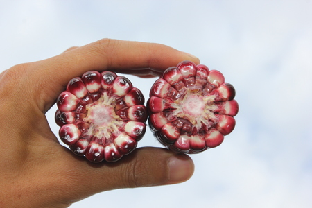 Purple corn ear, cross section on human hand.