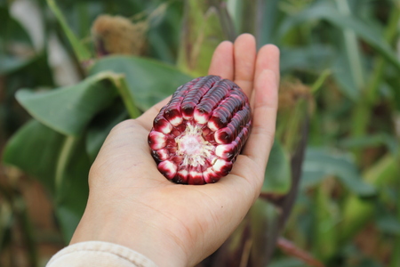 Purple corn ear which cross section.