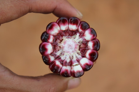 Purple corn ear which cross section.