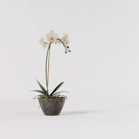 Decorative orchid yellow  in concrete pot isolated on white background.の写真素材