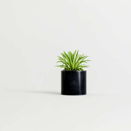 3d illustration of black houseplants isolated on white backgroundの写真素材