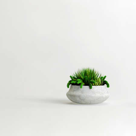 3d illustration of concrete houseplants isolated on white backgroundの写真素材
