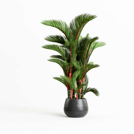 3d illustration of black houseplants isolated on white backgroundの写真素材