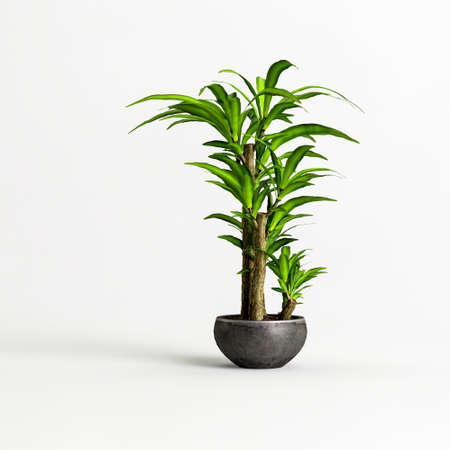 3d illustration of bonsai tree isolated on white backgroundの写真素材