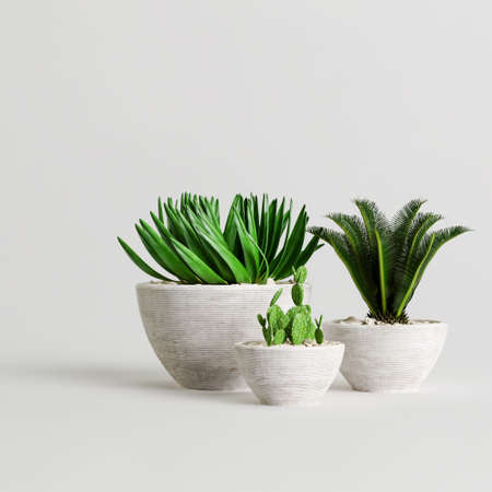 3d illustration of plant collection in stone potted isolated on white backgroundの写真素材