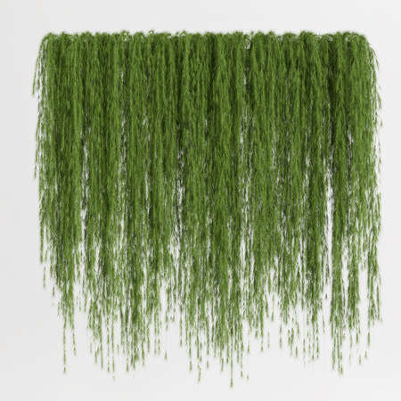 3d illustration ivy isolated on white backgroundの写真素材
