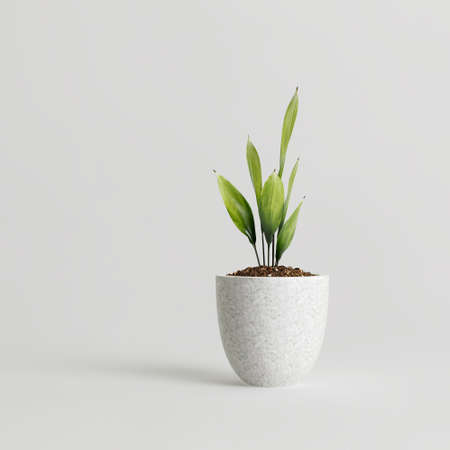 3d illustration of houseplant in modern potted isolated on white backgroundの写真素材