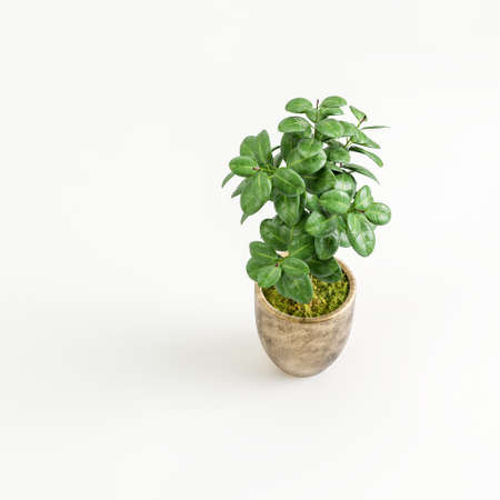 3d illustration of houseplant in modern potted bird's-eye viewの写真素材