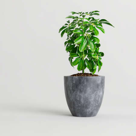 3d illustration of houseplant in modern potted isolated on white background