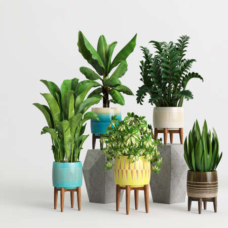 3d illustration of decorative plant collection isolated on white backgroundの写真素材